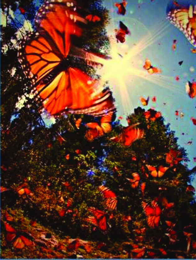 MONARCHS: Public invited to witness migration | News, Sports, Jobs - Vimarsana News